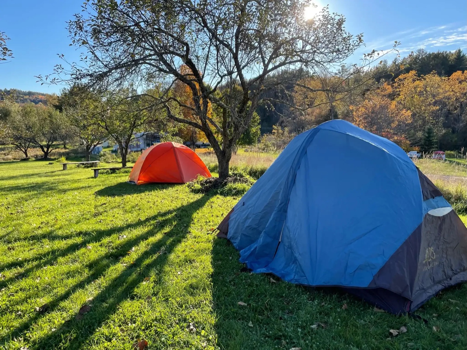 Two tents pitched in the meadow under an old apple tree